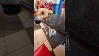 Exit from Restaurant Table amp Mistake assistancedogtraining dogtrainer mistakeshappen [upl. by Eilegna]