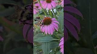 Bumblebee on coneflower flowers nature bees [upl. by Nilyac]