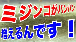 【ミジンコ飼育】初心者にオススメのミジンコを簡単に増殖させる方法！①飼育容器に放流 [upl. by Arissa]