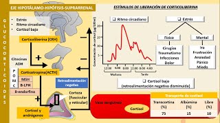 Eje hipotálamohipófisissuprarrenal  Fisiología de los glucocorticoides y mineralocorticoides [upl. by Nare]