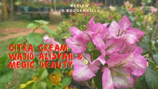 Review Bougenville Wajid Alisyah Citra Cream dan Megic Beauty [upl. by Leonardi]