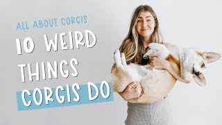 Corgi Personality Traits  What Are Some Funny Things Corgis Do [upl. by Pen]