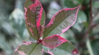 Photinia pink marble  planteztopfr [upl. by Minny]