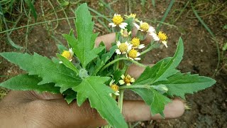 இடுப்பு முதுகுவலி வெள்ளைமுடி இந்த தாவரத்தின் அதிசயங்கள் உங்களுக்குத் தெரியுமா என்று யோசிக்க வைக்கும் [upl. by Lemay497]