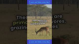 41 Learning  Antelope Natures Speedy Marvels Uncovered english learning LearningEnglish [upl. by Godber]