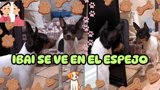 Ibai se ve en el espejo espejos perros perrosalegres adopcion [upl. by Asir]