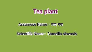 scientific and Assamese name of some plants and trees 🌳scientific name plants Trees Assamese [upl. by Fowler875]