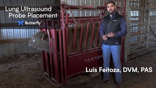 Using Ultrasound for Lung Scoring in Cattle  Butterfly Network [upl. by Ennoved]