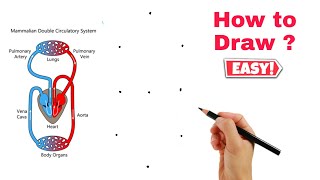 Easy Step Double circulation Diagram Class 10 Drawing  Science Diagram [upl. by Aniv]