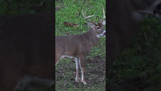 Kentucky magic rut hunt realtreeroadtrips archeryequipment realtreeoutdoors [upl. by Eema]