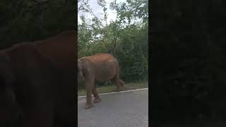 A dwarf elephant on Buttala Kataragama road tourofsivasri elephant wildlife wildelephant [upl. by Brodsky]