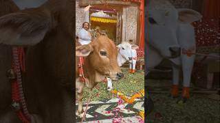 Real Cow At Radhavallabh Mandir [upl. by Holden919]