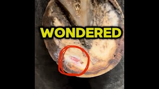 Farrier fix a limping horse in three days horse hoof equestrianlife [upl. by Griffin]