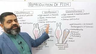 Reproduction in Fish English medium profmasoodfuzail Types of Reproduction in Fishes [upl. by Lalage]