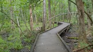 Nature Walk at Wakulla Springs in Light Rain 🌧 [upl. by Robma]