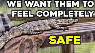 Lizard Relocation Moving Animals for Comfort and Care [upl. by Ellehcrad]