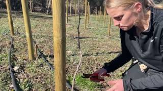 Un viñedo gestionado con agricultura regenerativa keyline y cubierta vegetal [upl. by Nelie]