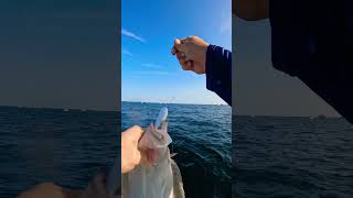 Flounder Fishing At Barnegat Light Reef [upl. by Archibold99]