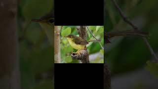 Yellow bellied Prinia birds birdsounds birdslover natureandbirdssoundsrelaxingmusic [upl. by Marinelli]