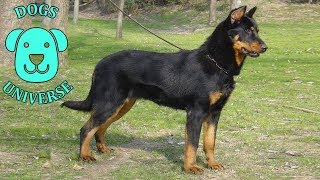 BEAUCERON ► Characteristics and temperament 🐶 [upl. by Kan363]