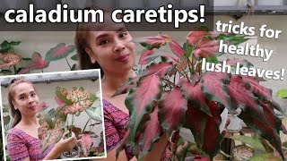 CALADIUM CARE TIPS SPECIALLY IN TROPICAL COUNTRY [upl. by Madeline]