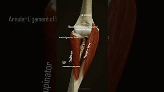 the supinator muscle originates from the leteral viralreels anatomy physiotharapist exercise [upl. by Morel398]