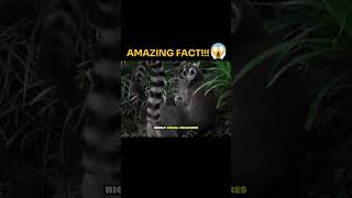 Amazing Fact about Ring Tailed Lemur animals facts knowledge [upl. by Flosser]