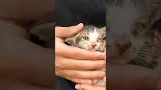 Rescued a Timid Kitten Now Thriving in its Forever Home rescuecats rescuekittens [upl. by Ynahpit]