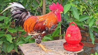 Unbelievable Chicken BreedsThat Actually Exist  Elegant Rooster sound [upl. by Drape958]