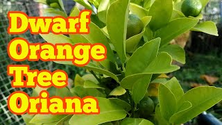 Dwarf Orange Tree Oriana Calamondin In Fruit  Allotment Garden Fruit Orchard [upl. by Aroz]