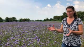 Fields of phacelia and borage [upl. by Sadiras]