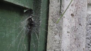 Segestria florentina Tube Web Spider rushing out of its web to catch prey [upl. by Kemp]