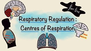 Respiratory Regulation  Part One  Centres of Respiration  Respiratory Physiology [upl. by Gilletta]