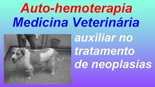 Sucesso da AUTOHEMOTERAPIA como tratamento veterinário em cão [upl. by Aniretac]