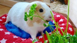 Vlog A Tiny Garden for the Guinea Pigs [upl. by Ielerol]