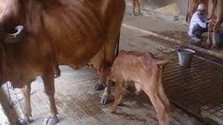 Cruelty in Cow Shelter Gau Mata and their calves suffering [upl. by Tomasina]