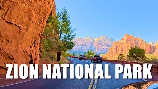 Feeding WILD Dogs and went to ZION National Park [upl. by Eneres]