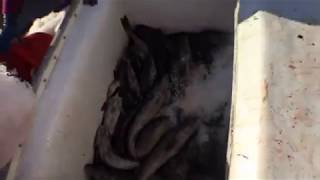 Black cod fishing on the pacific marit [upl. by Narok]