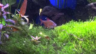 My planted aquarium with mostly South American tetras [upl. by Ylreveb]