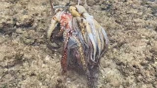 Gåmson Octopus on Guam with Tomas Guerrero “The Gåmson Whisperer” [upl. by Antrim377]