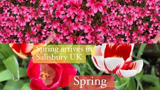 Spring arrives in Salisbury UKssssalisbury uk salisbury springflowers flower [upl. by Feola]