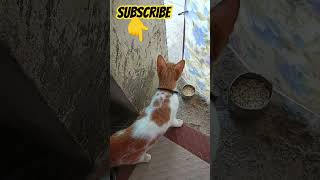 Cat 😺🐈🧐🐮😍🥰 subscribe 👇👇👇👇short [upl. by Ezara]