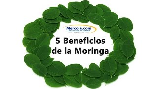 5 Beneficios de la Moringa [upl. by Lucila]