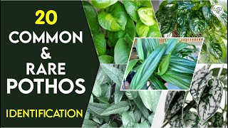 20 Best Pothos Varieties for Home  Common and Rare Pothos  Type of Pothos  Pothos Identification [upl. by Hsot]