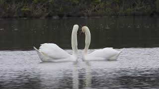 parade nuptiale d un couple de cygnes [upl. by Hgielrac]