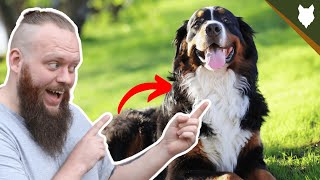 BEST PRODUCTS FOR YOUR BERNESE MOUNTAIN DOG [upl. by Lilahk]