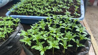 Chrysanthemum Multiflora Cuttings update and Transfer of Marigold saplings Love your work Day 28 [upl. by Ssirk]