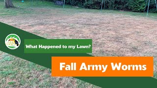 What Happened to My Lawn Fall Armyworms [upl. by Naired85]