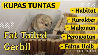 Kupas Tuntas  Fat Tailed Gerbil [upl. by Bennir]