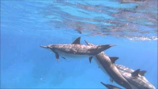 Spinner Dolphins at Makua Beach [upl. by Sihunn]